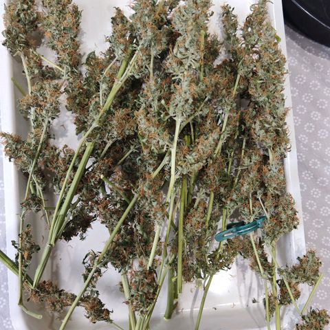 Gorilla Zkittlez Auto growlog timeline photo