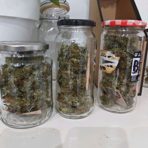 Gorilla Zkittlez Auto growlog timeline photo