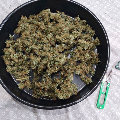 Gorilla Zkittlez Auto growlog timeline photo