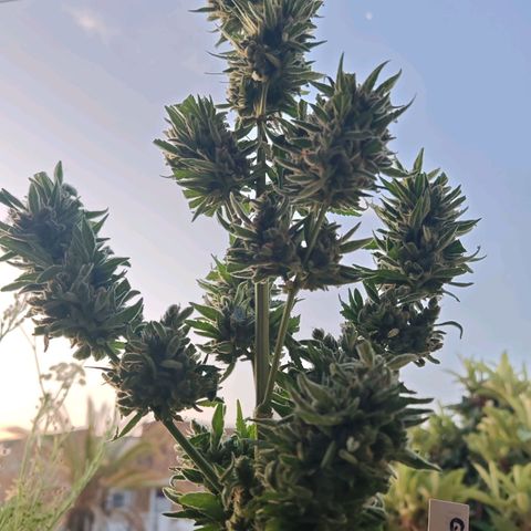 Auto Gold Pineapple growlog timeline photo
