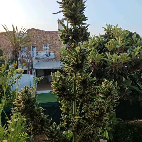Auto Gold Pineapple growlog timeline photo