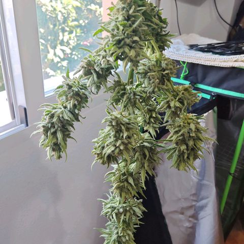 Auto Gold Pineapple growlog timeline photo