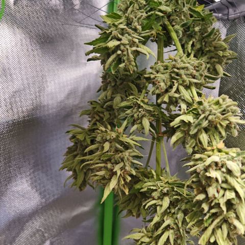 Auto Gold Pineapple growlog timeline photo