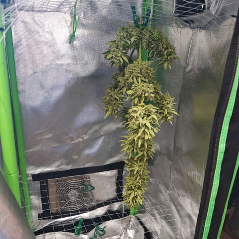 Auto Gold Pineapple growlog timeline photo