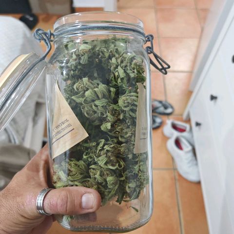 Auto Gold Pineapple growlog timeline photo