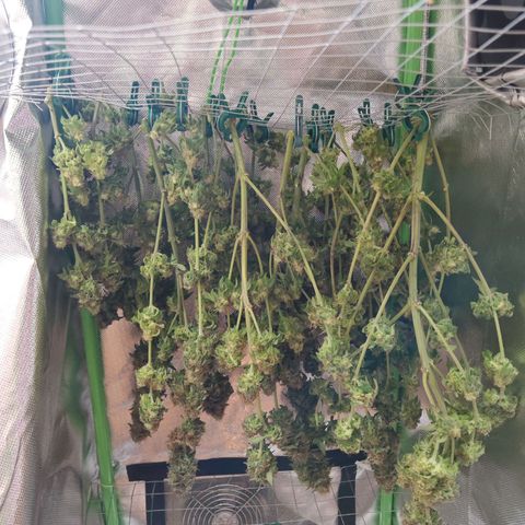 Critical growlog timeline photo