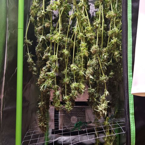 Special Queen #1 growlog timeline photo