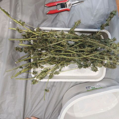 Special Queen #1 growlog timeline photo