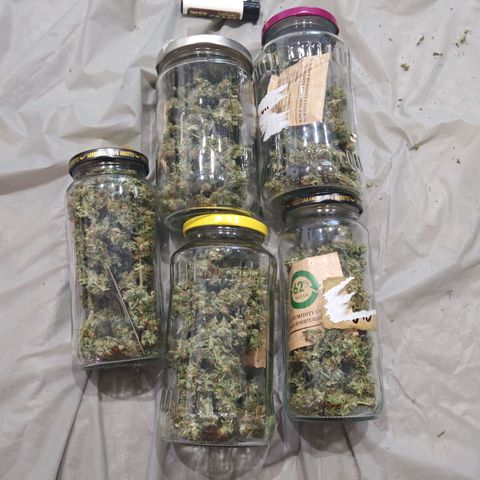 Special Queen #1 growlog timeline photo