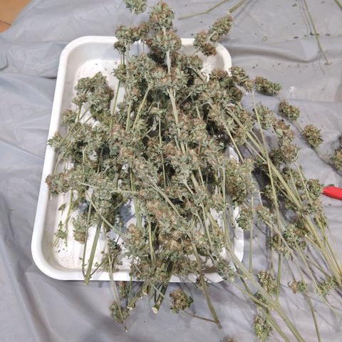 Critical growlog timeline photo