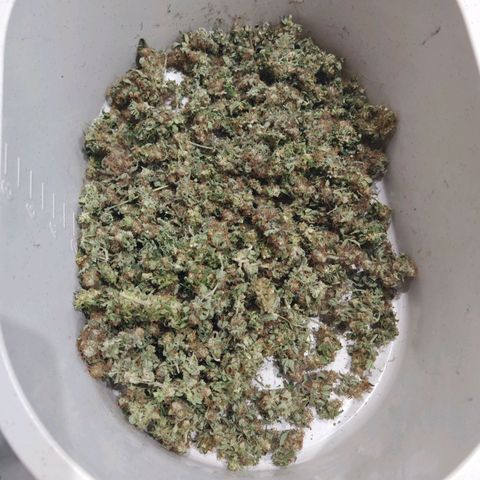Critical growlog timeline photo