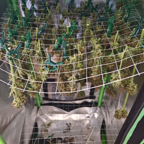 Cookies Gelato growlog timeline photo