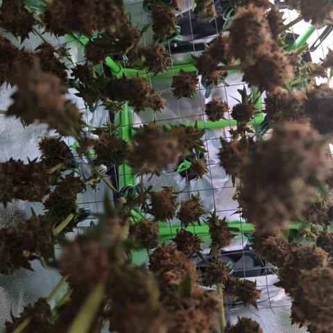 Cookies Gelato growlog timeline photo