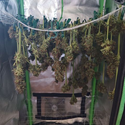 Cookies Gelato growlog timeline photo