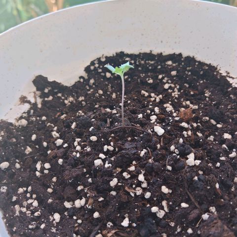 Gorilla Zkittlez Auto growlog timeline photo