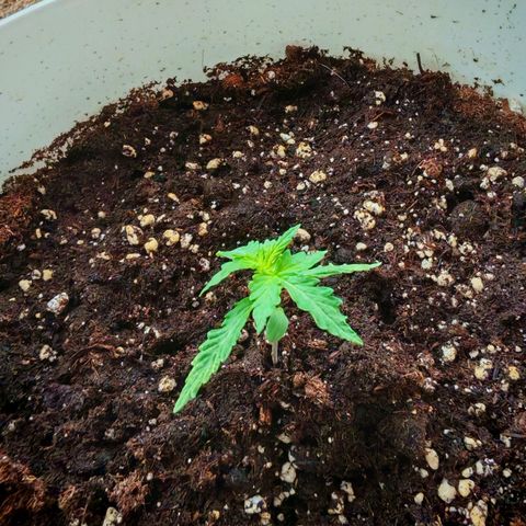 Gorilla Zkittlez Auto growlog timeline photo