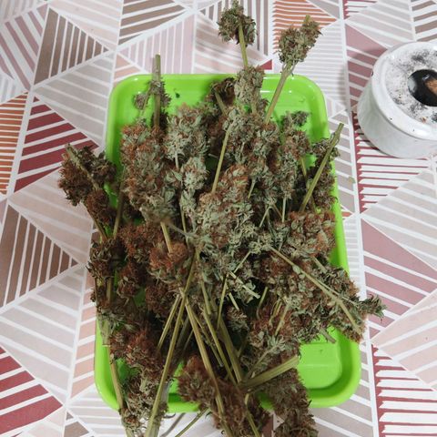Cookies Gelato growlog timeline photo
