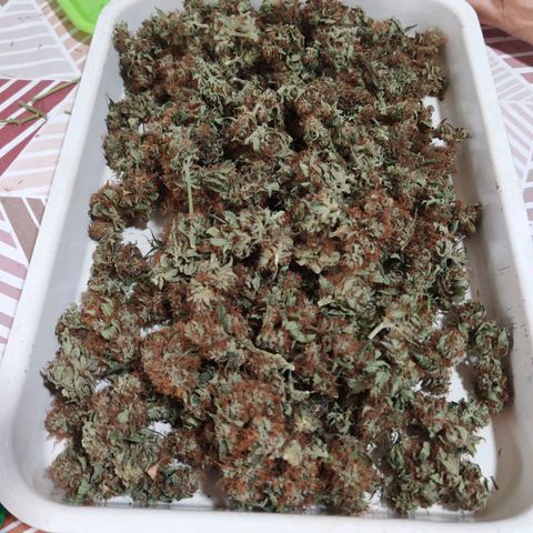 Cookies Gelato growlog timeline photo
