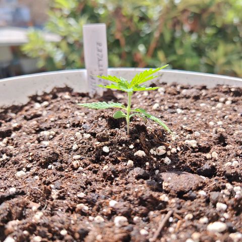 Gorilla Zkittlez Auto growlog timeline photo