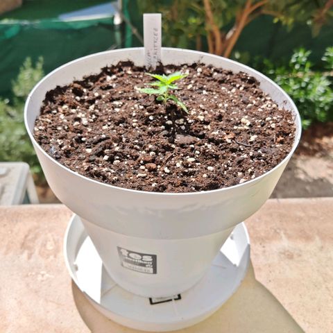 Gorilla Zkittlez Auto growlog timeline photo