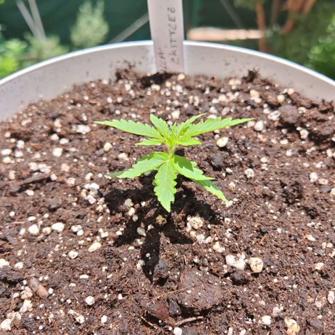 Gorilla Zkittlez Auto growlog timeline photo