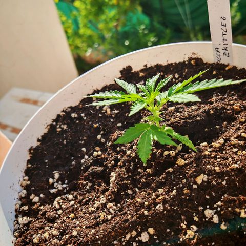 Gorilla Zkittlez Auto growlog timeline photo