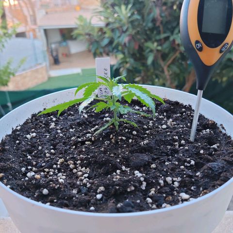Gorilla Zkittlez Auto growlog timeline photo