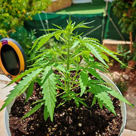 Gorilla Zkittlez Auto growlog timeline photo