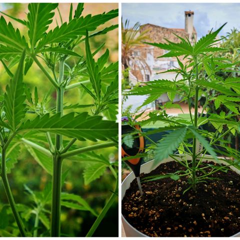 Gorilla Zkittlez Auto growlog timeline photo