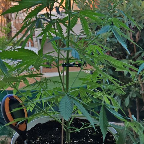 Gorilla Zkittlez Auto growlog timeline photo