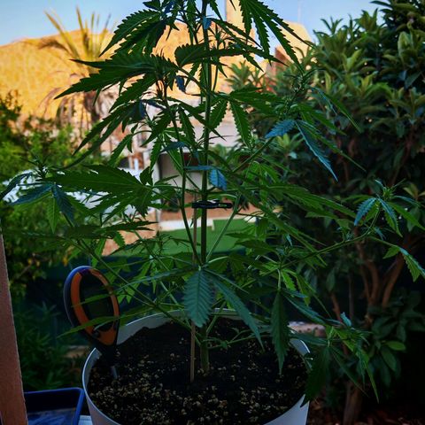 Gorilla Zkittlez Auto growlog timeline photo