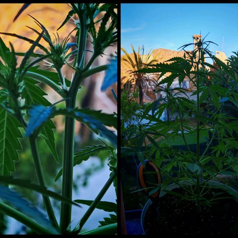 Gorilla Zkittlez Auto growlog timeline photo