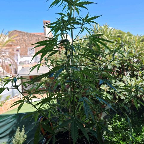 Gorilla Zkittlez Auto growlog timeline photo