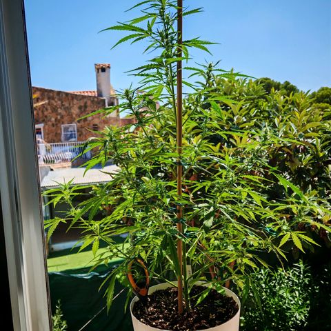 Gorilla Zkittlez Auto growlog timeline photo