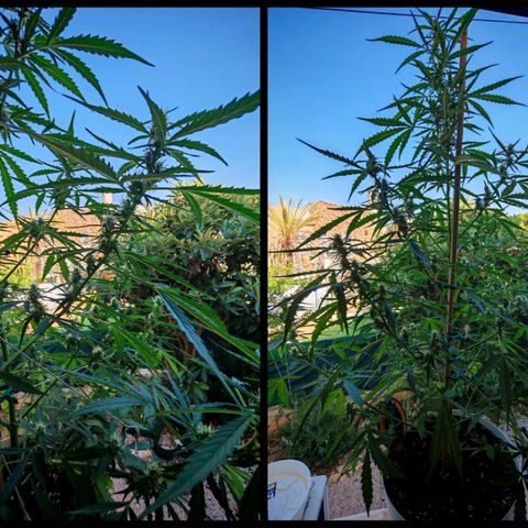 Gorilla Zkittlez Auto growlog timeline photo