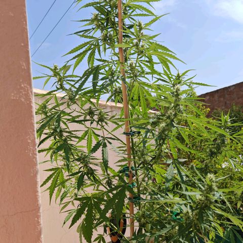 Gorilla Zkittlez Auto growlog timeline photo