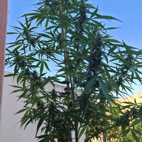 Gorilla Zkittlez Auto growlog timeline photo