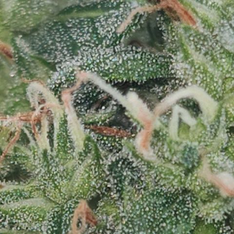 Gorilla Zkittlez Auto growlog timeline photo