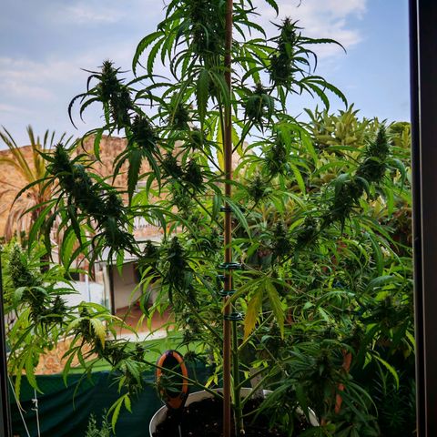 Gorilla Zkittlez Auto growlog timeline photo