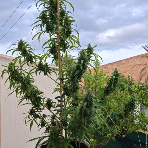 Gorilla Zkittlez Auto growlog timeline photo