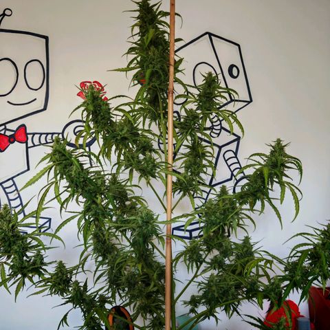 Gorilla Zkittlez Auto growlog timeline photo