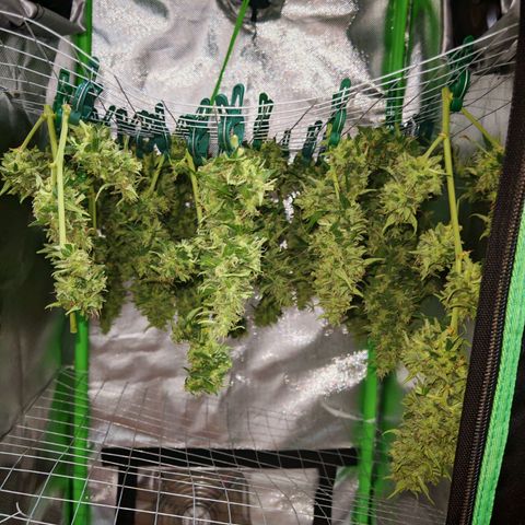 Gorilla Zkittlez Auto growlog timeline photo