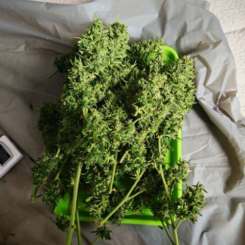 Gorilla Zkittlez Auto growlog timeline photo