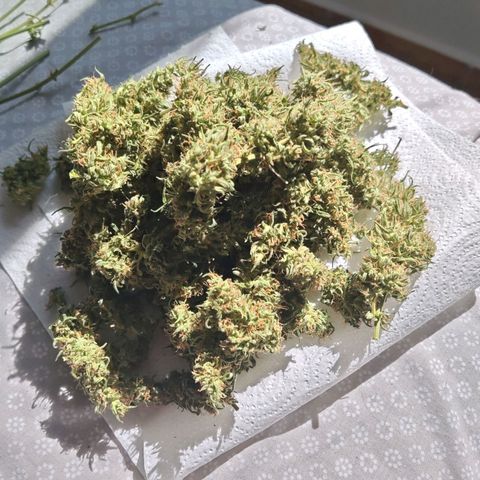 Gorilla Zkittlez Auto growlog timeline photo