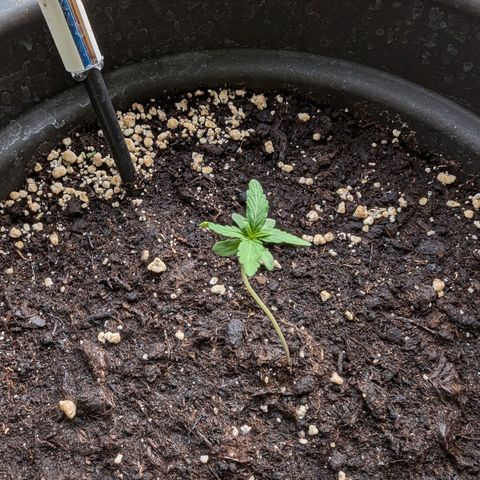 Orion growlog timeline photo