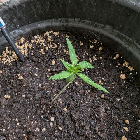 Orion growlog timeline photo