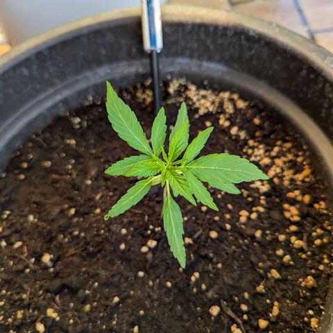 Orion growlog timeline photo
