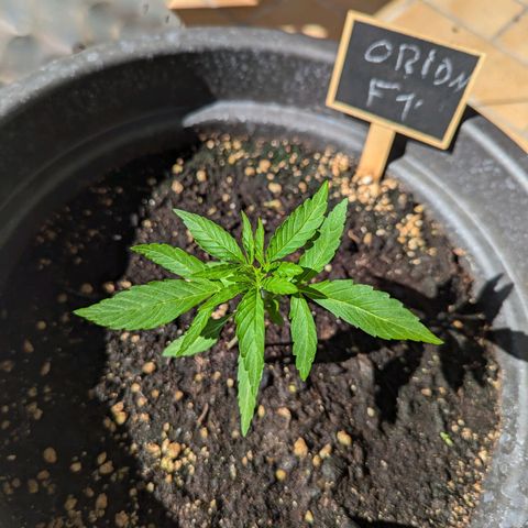 Orion growlog timeline photo