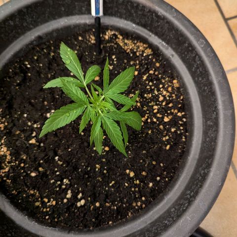 Orion growlog timeline photo