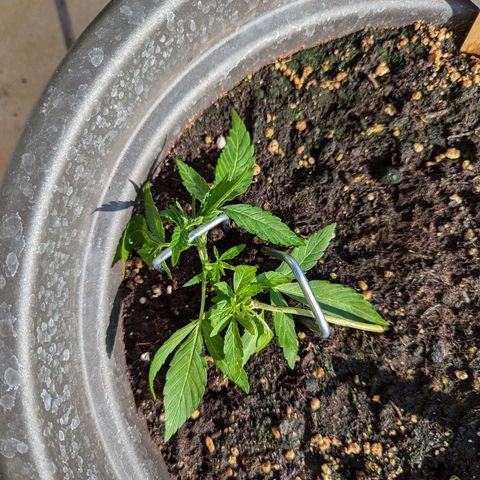 Orion growlog timeline photo